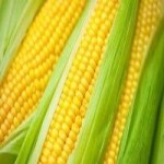 Maize