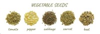 Vegetable Seeds