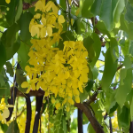 Cassia Fistula