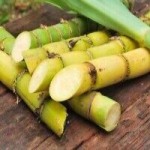 Sugarcane