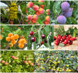 Fruit Plants