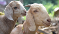 Goat Farming