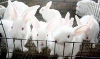 Rabbit Farming