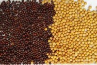 Mustard Seeds