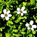 Bacopa Monnieri