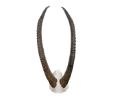 Animal Horns