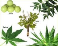 Medicinal Plant